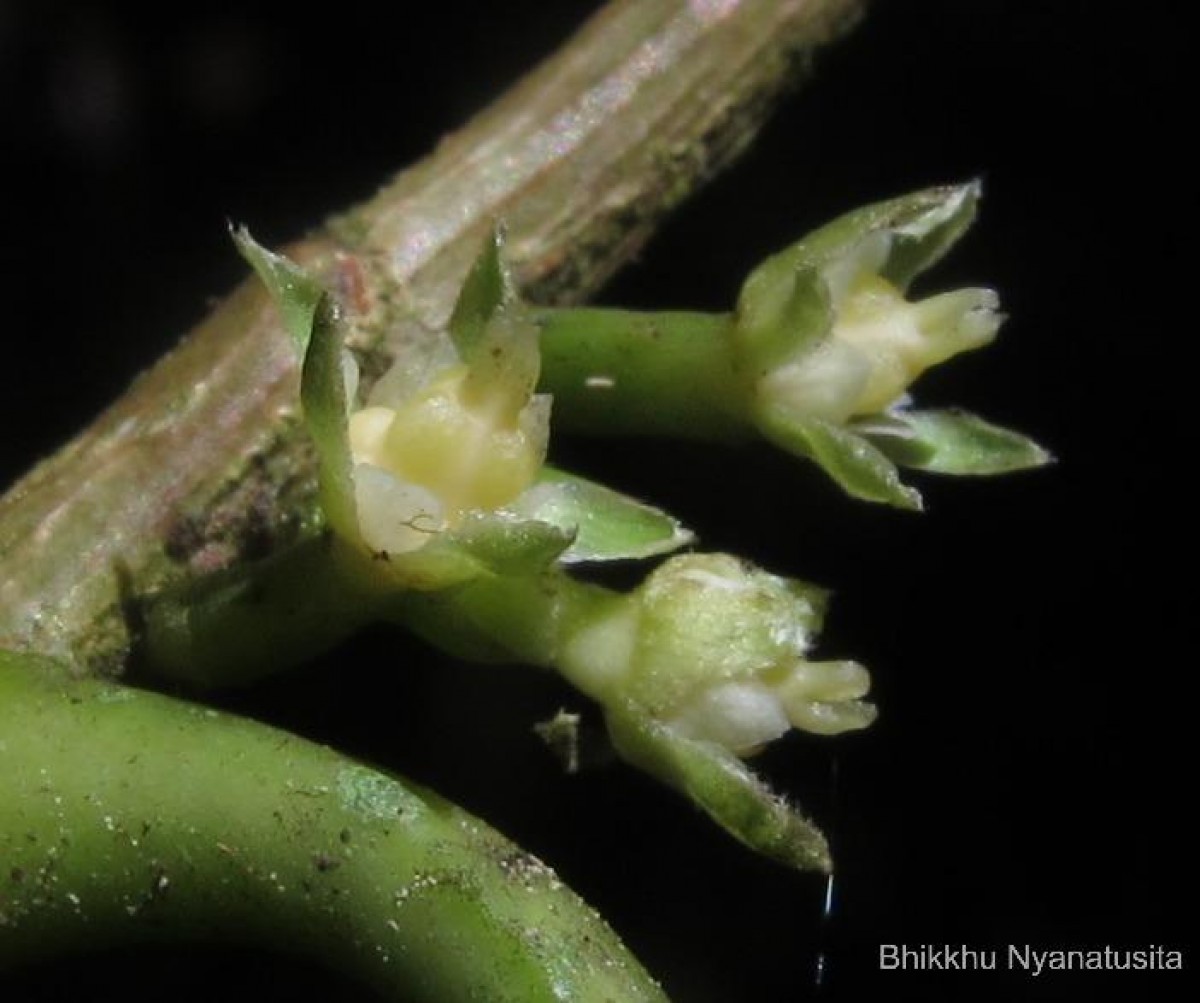 Agrostistachys indica Dalzell